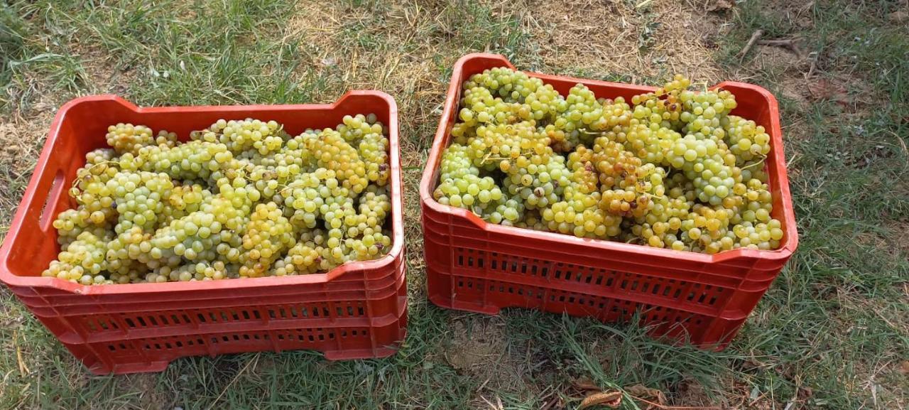 1929 Wine Food Relax Agriturismo Acqui Terme Exterior photo
